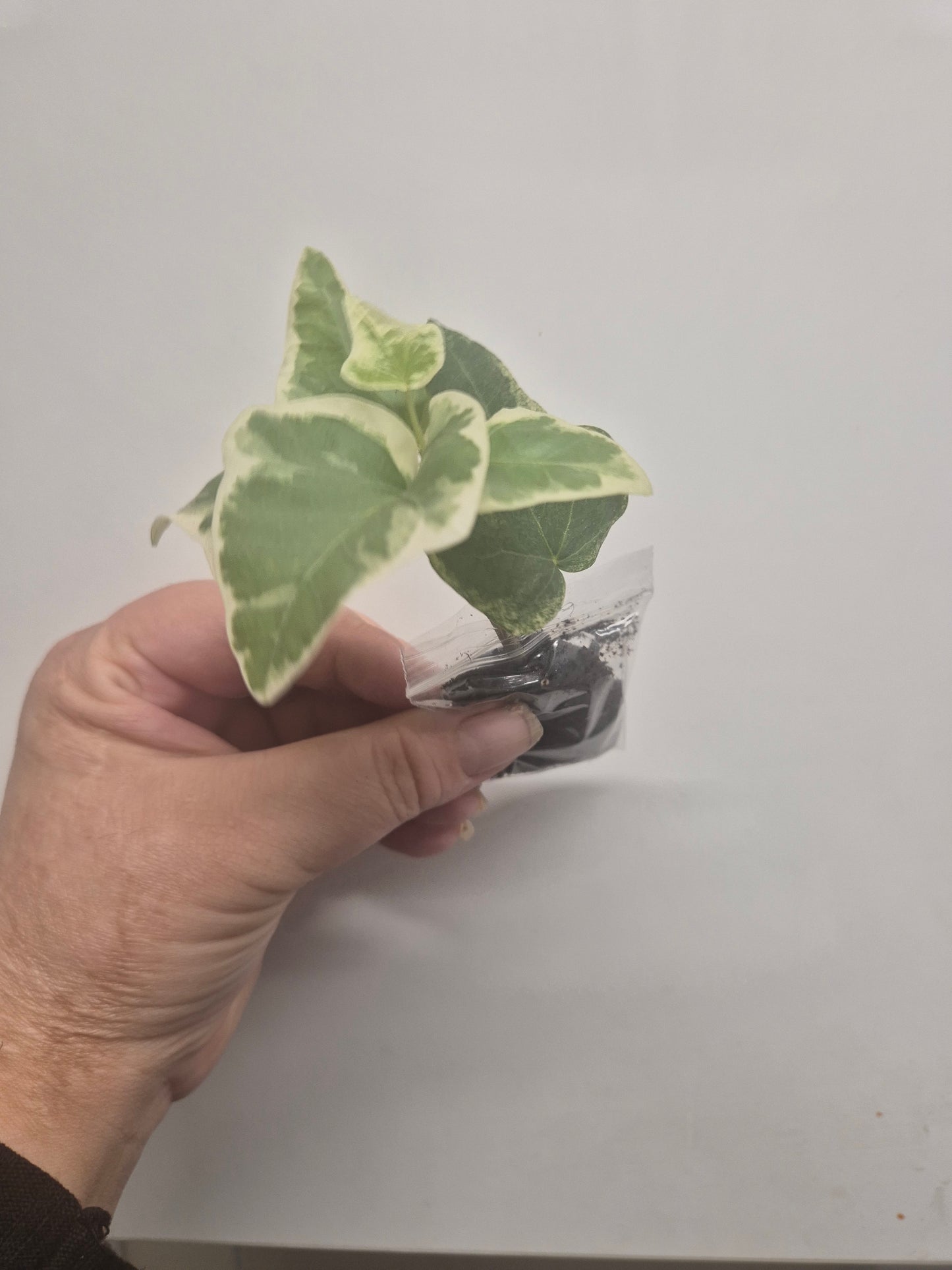 3x English Ivy Bundle | Plug Plant | White Wonder | Triangular | Goldchild ivy