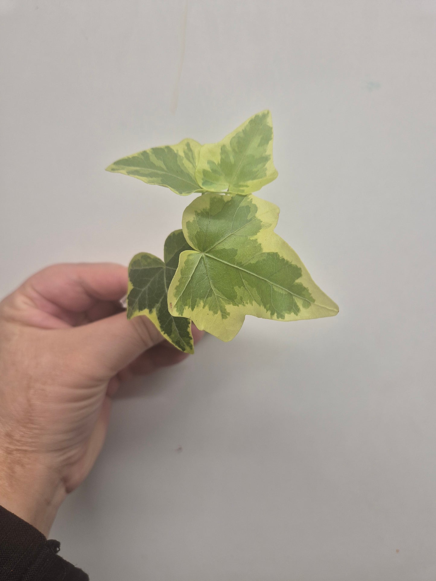 3x English Ivy Bundle | Plug Plant | White Wonder | Triangular | Goldchild ivy