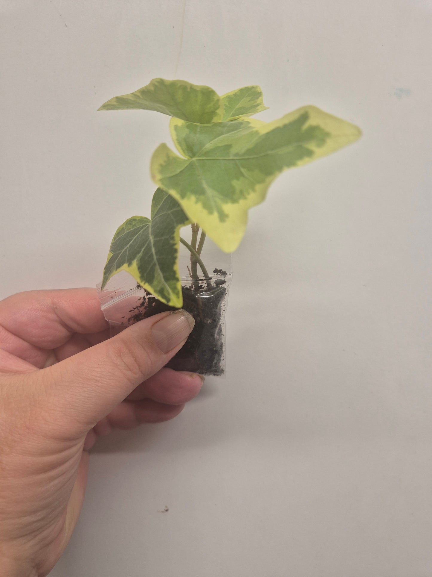 3x English Ivy Bundle | Plug Plant | White Wonder | Triangular | Goldchild ivy