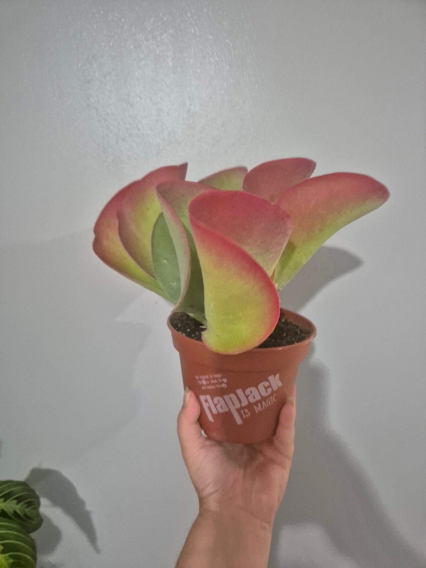 Kalanchoe thyrsiflora | Paddle Plant | Flapjack | 13cm pot | Large Plant