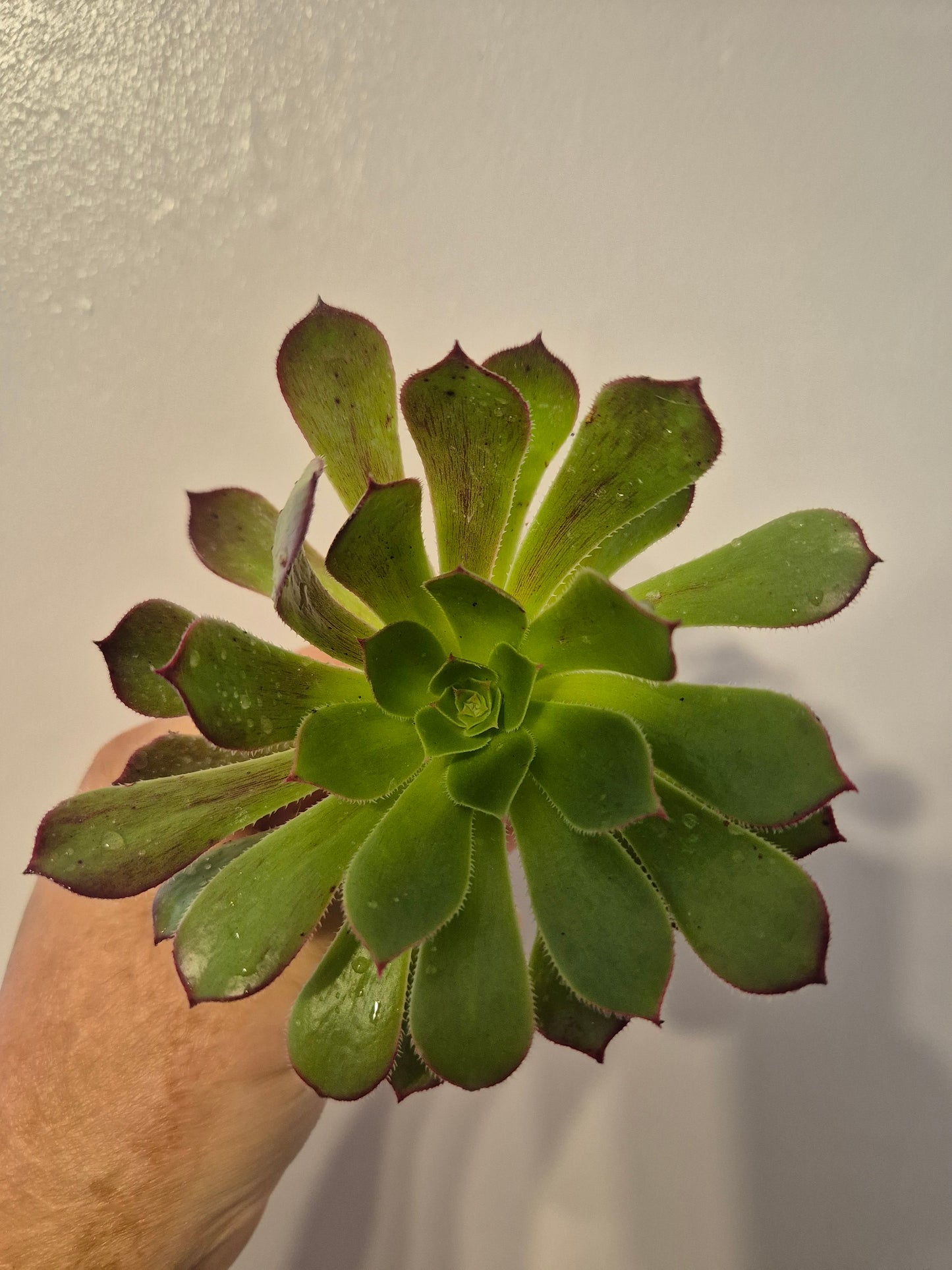 Aeonium Bundle Of 4 Unrooted | Pink Lady | White Garnet| Toffee Apple|Black Rose