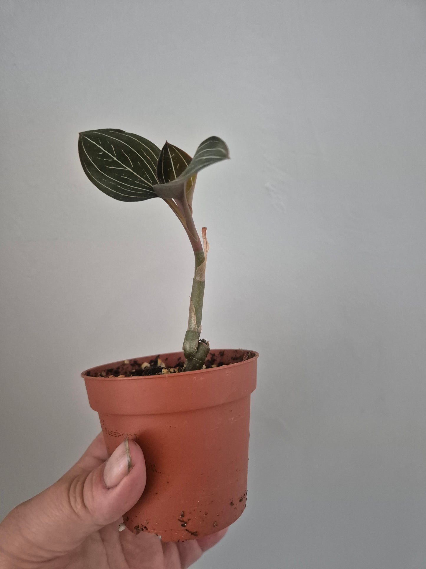 Ludisia Discolor