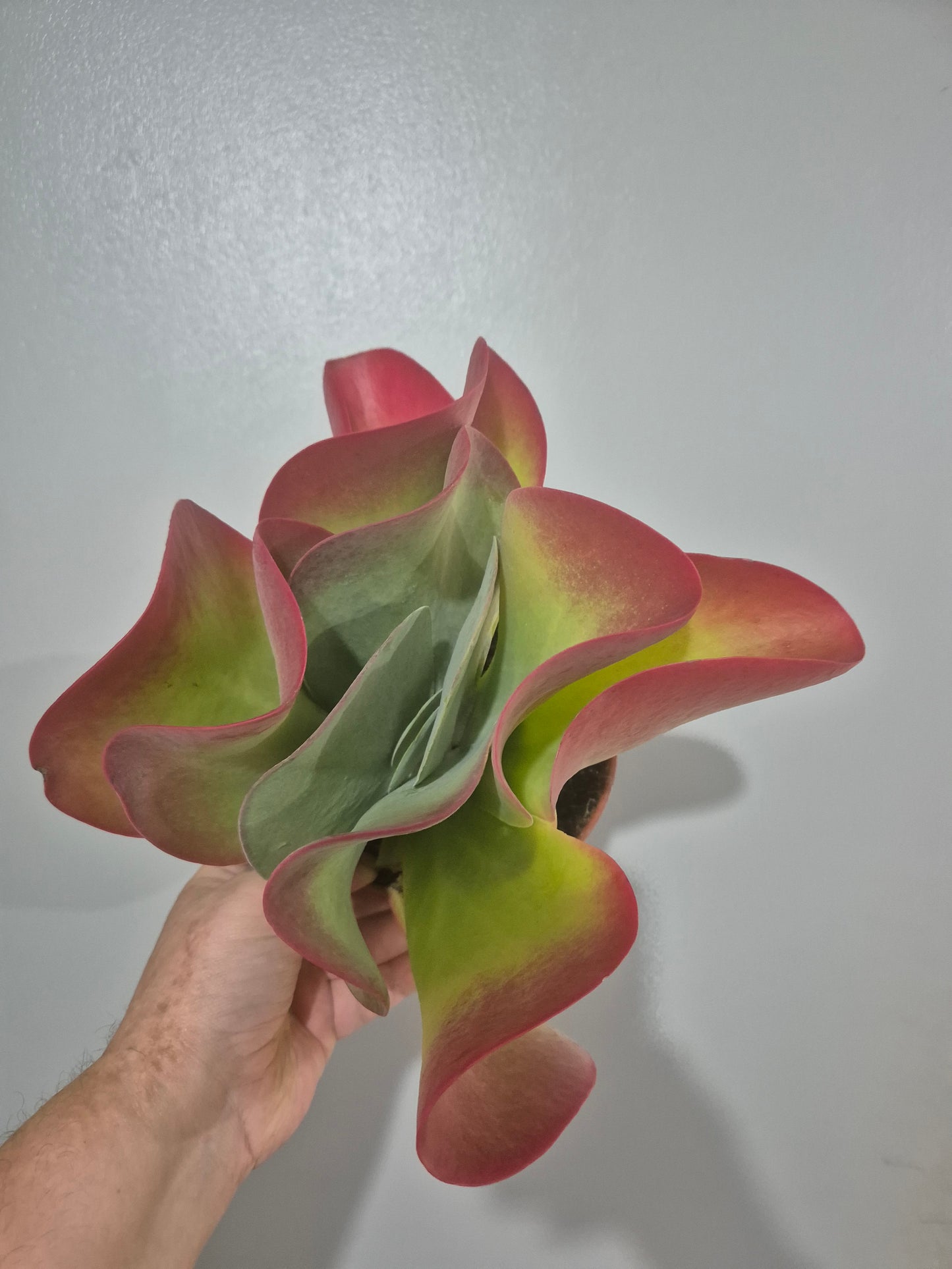 Kalanchoe thyrsiflora | Paddle Plant | Flapjack | 13cm pot | Large Plant