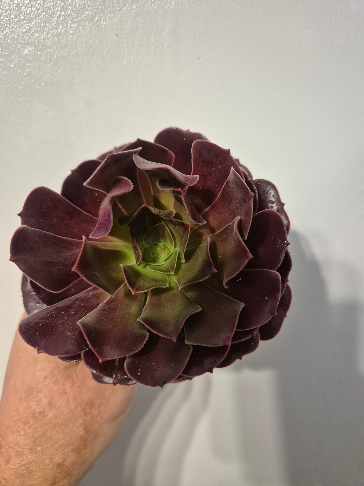 Aeonium Bundle Of 4 Unrooted | Pink Lady | Klimanjero | Toffee Apple |Black Rose