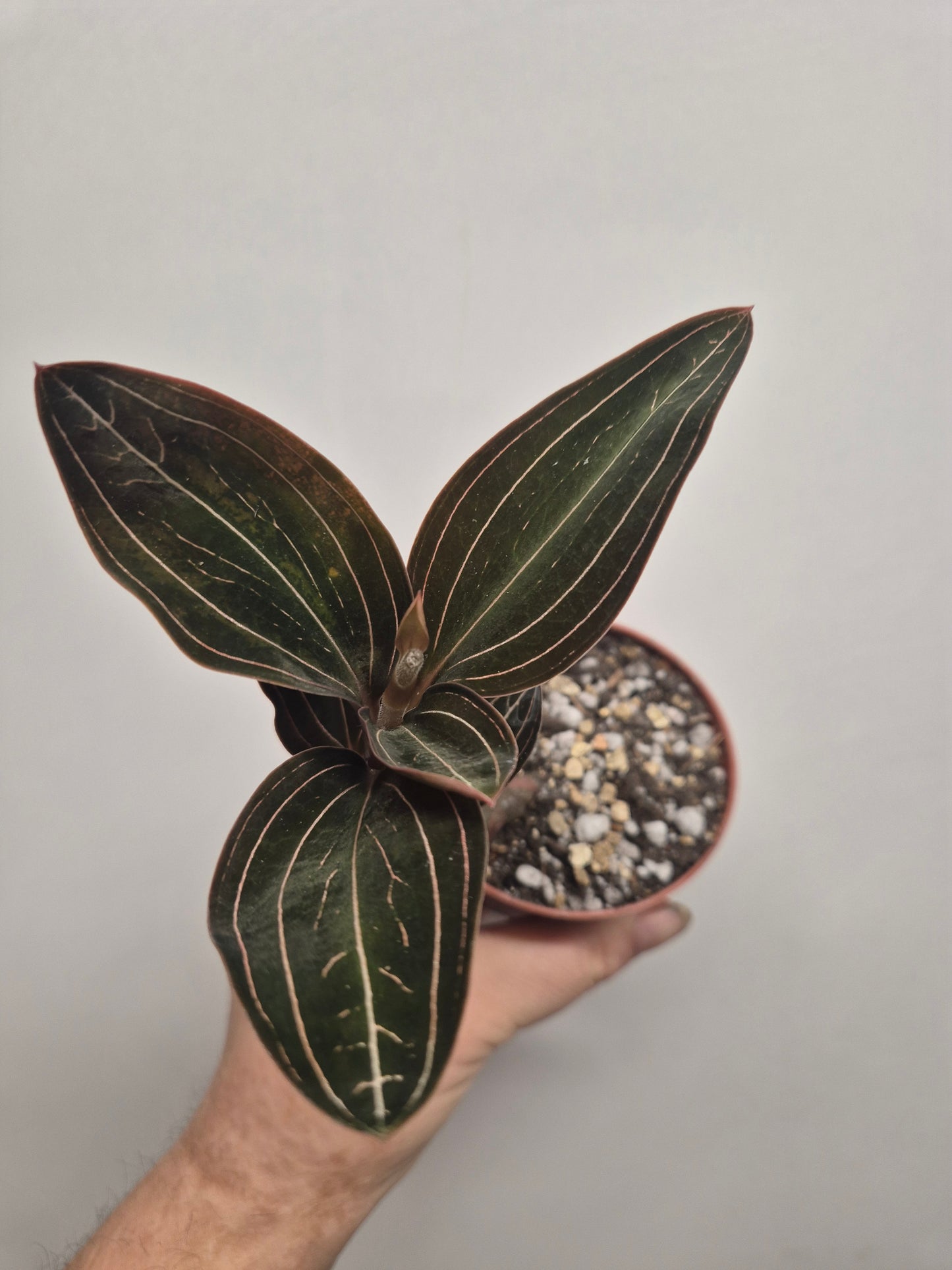 Ludisia Discolor Jewel Orchid Rooted Cutting In 7cm Pot