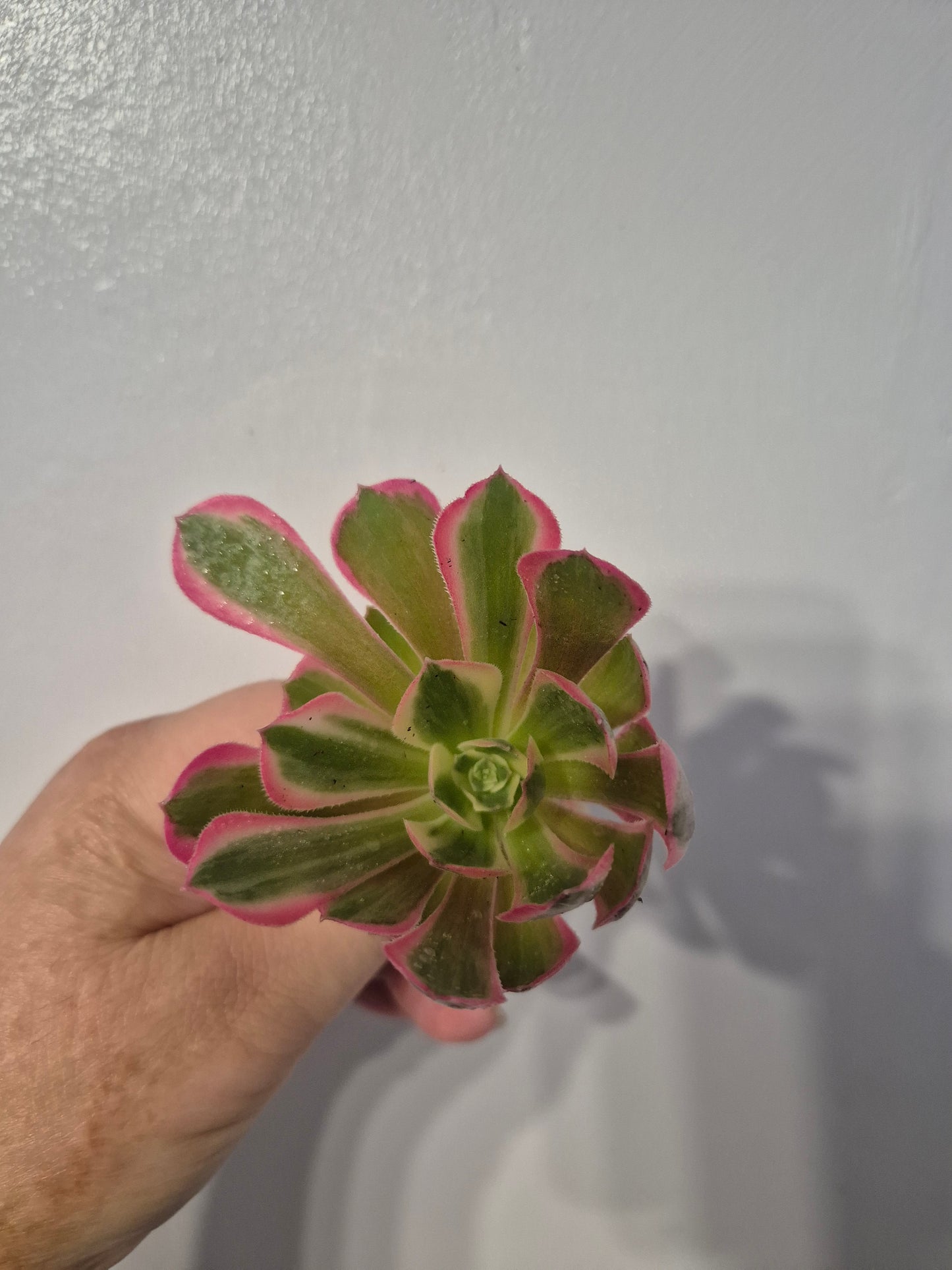 Aeonium Bundle Of 4 Unrooted | Pink Lady | Klimanjero | Toffee Apple |Black Rose