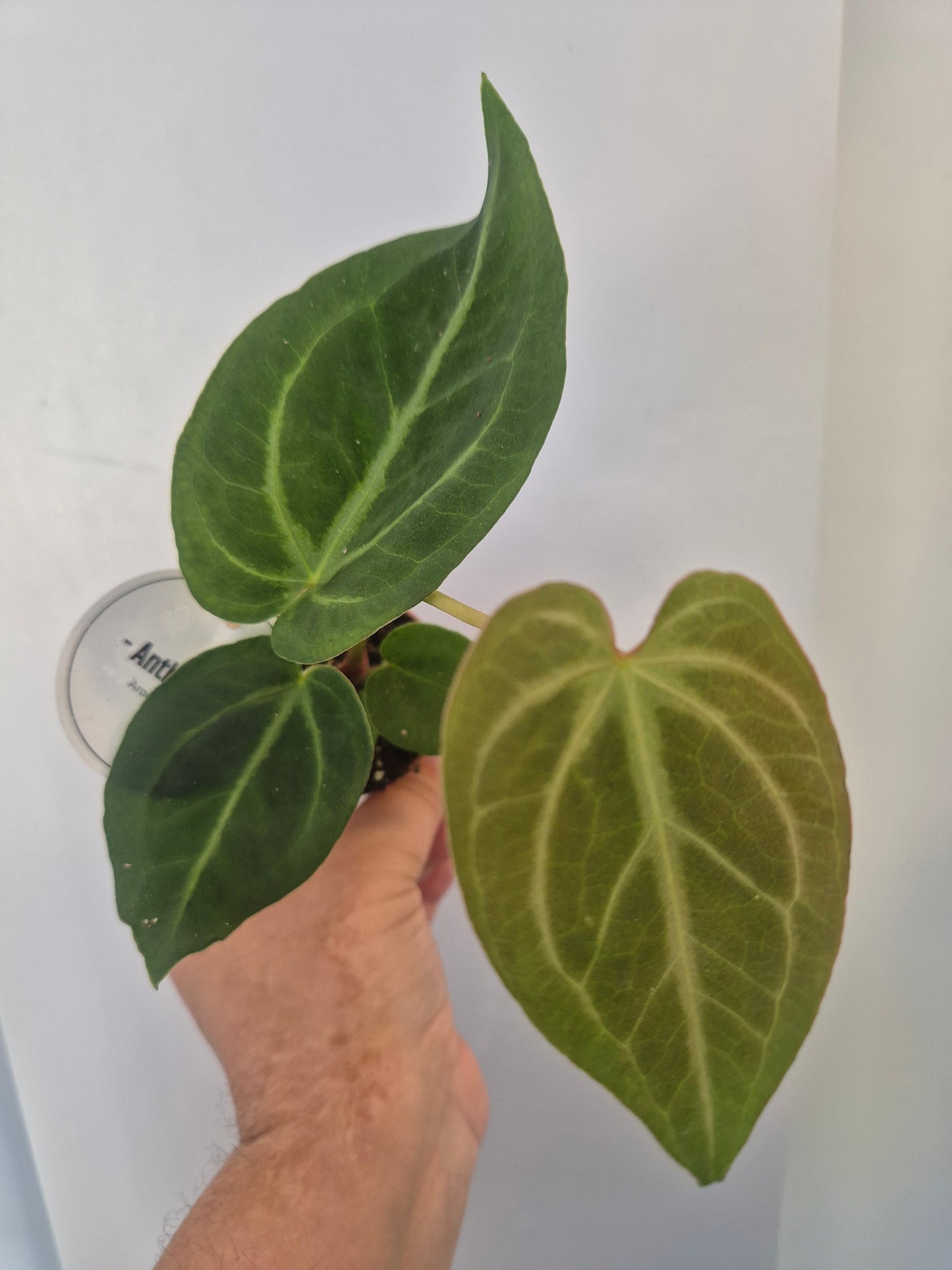 Anthurium Crystallinum | Rare Aroid Baby  Plant | 6cm pot
