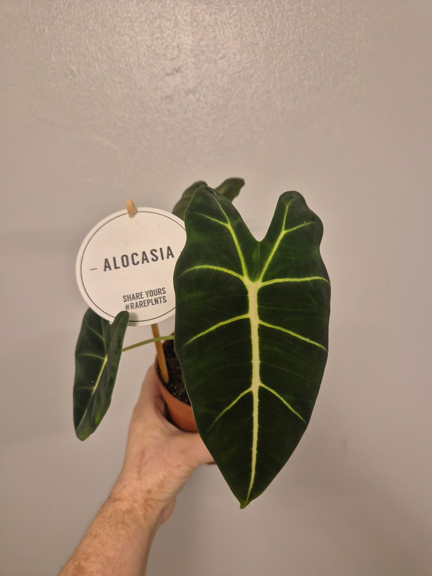 Alocasia Frydek Micholitziana | Velvet | Elephant Ear Plant | in a 12 cm pot