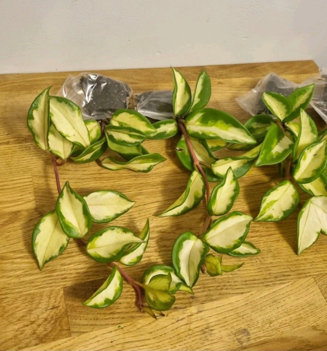 Hoya Carnosa tricolor Well Rooted Plant Rare wax plant cutting