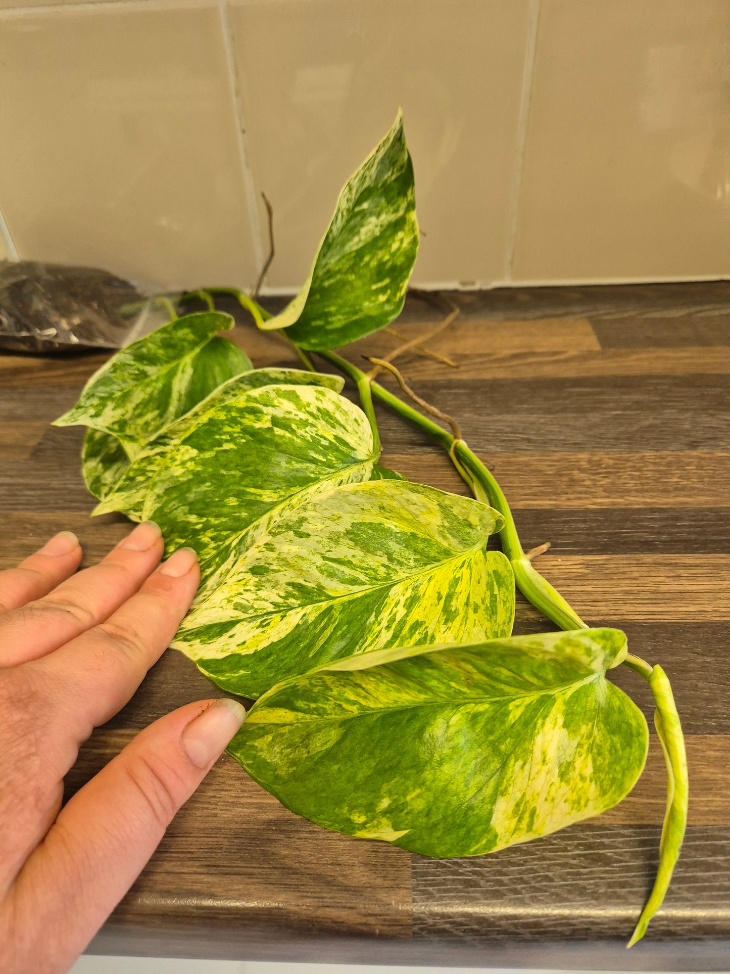 Epipremnum Aureum Marble Queen Pothos Houseplant sent bare rooted 7-8 leaves