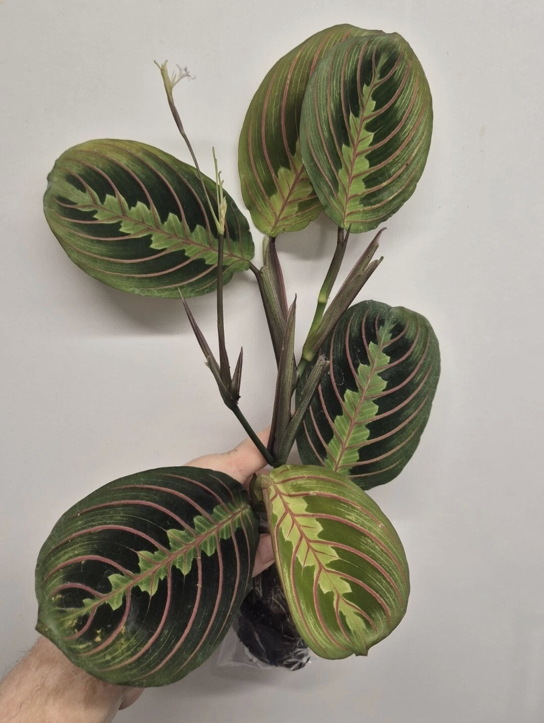 Maranta Bundle Fascinator | Lemon Lime | Prayer Houseplant | Rooted