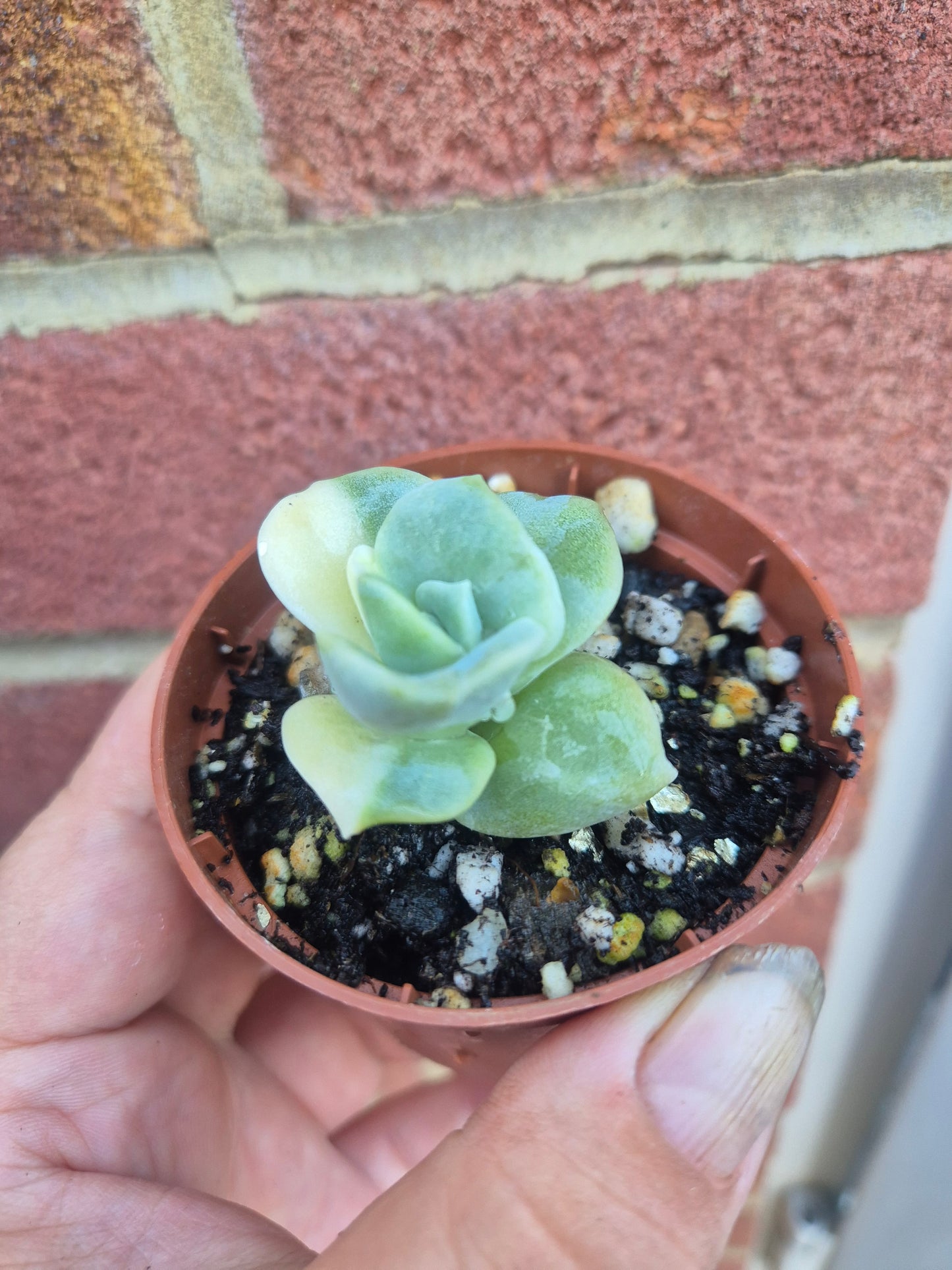 Lovely Rose Variegated