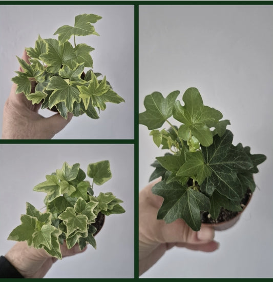 3x English Ivy Bundle | 9cm Pots  | Golden child | Green Triangular | White Wonder