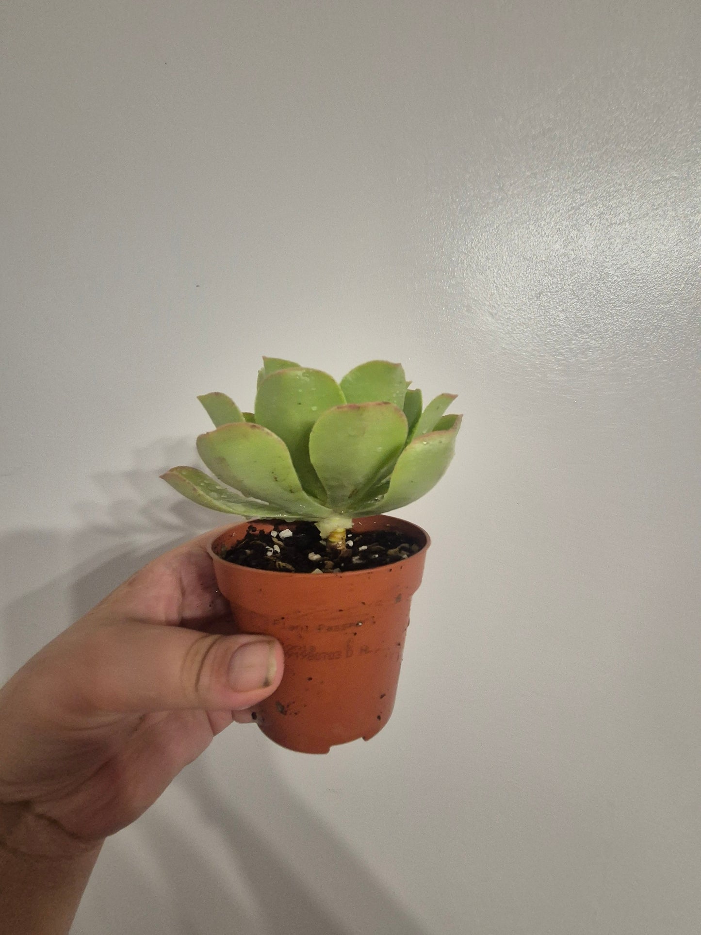 Aeonium caneriense variegated