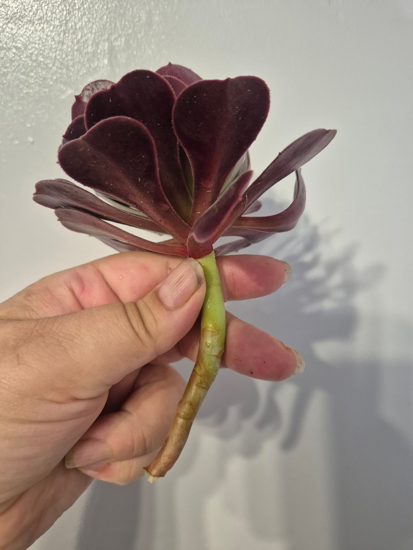 Aeonium Bundle Of 4 Unrooted | Pink Lady | White Garnet| Toffee Apple|Black Rose