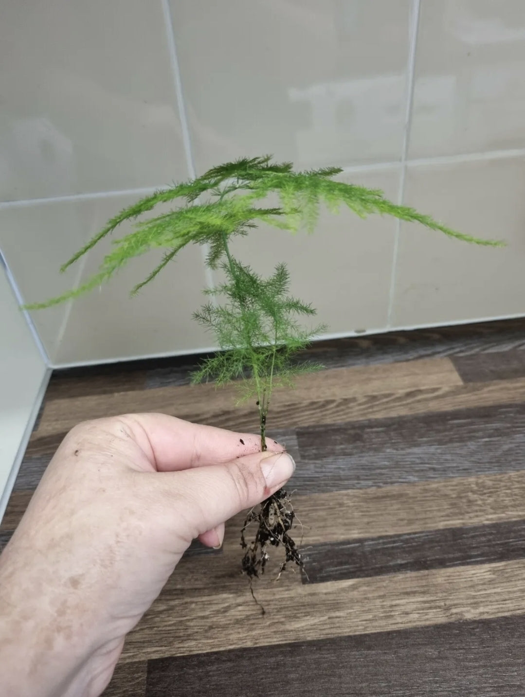 Asparagus Fern Plant Asparagus Plumosus Indoor Well Rooted House Plant Bare root