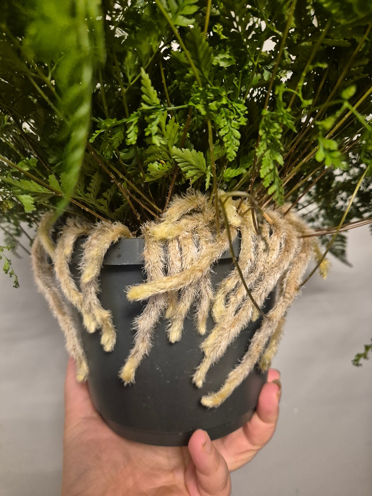 Rabbits Foot fern, 17cm Hanging, Davallia tyermannii Terantula Humata tyermanii