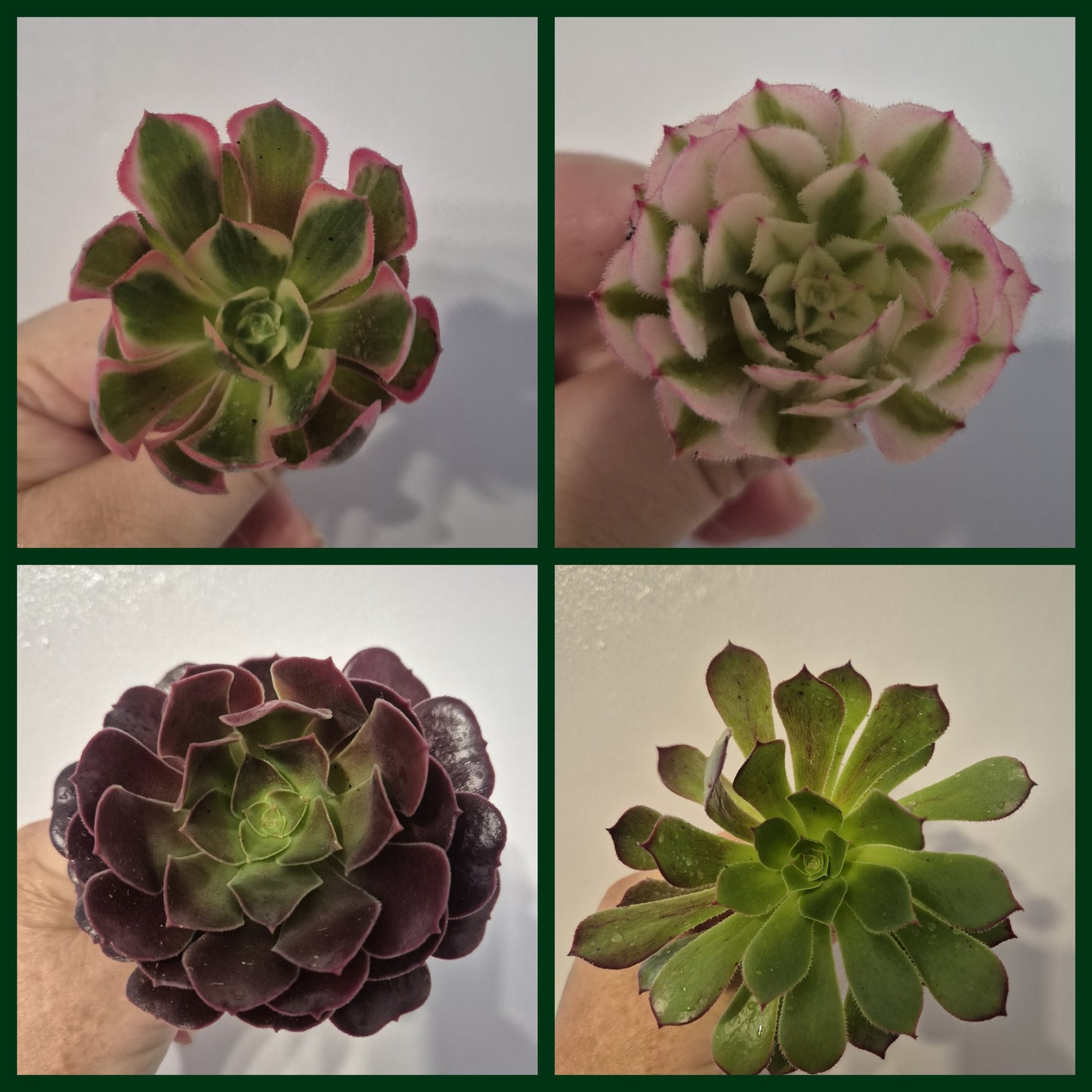 Aeonium Bundle Of 4 Unrooted | Pink Lady | White Garnet| Toffee Apple|Black Rose