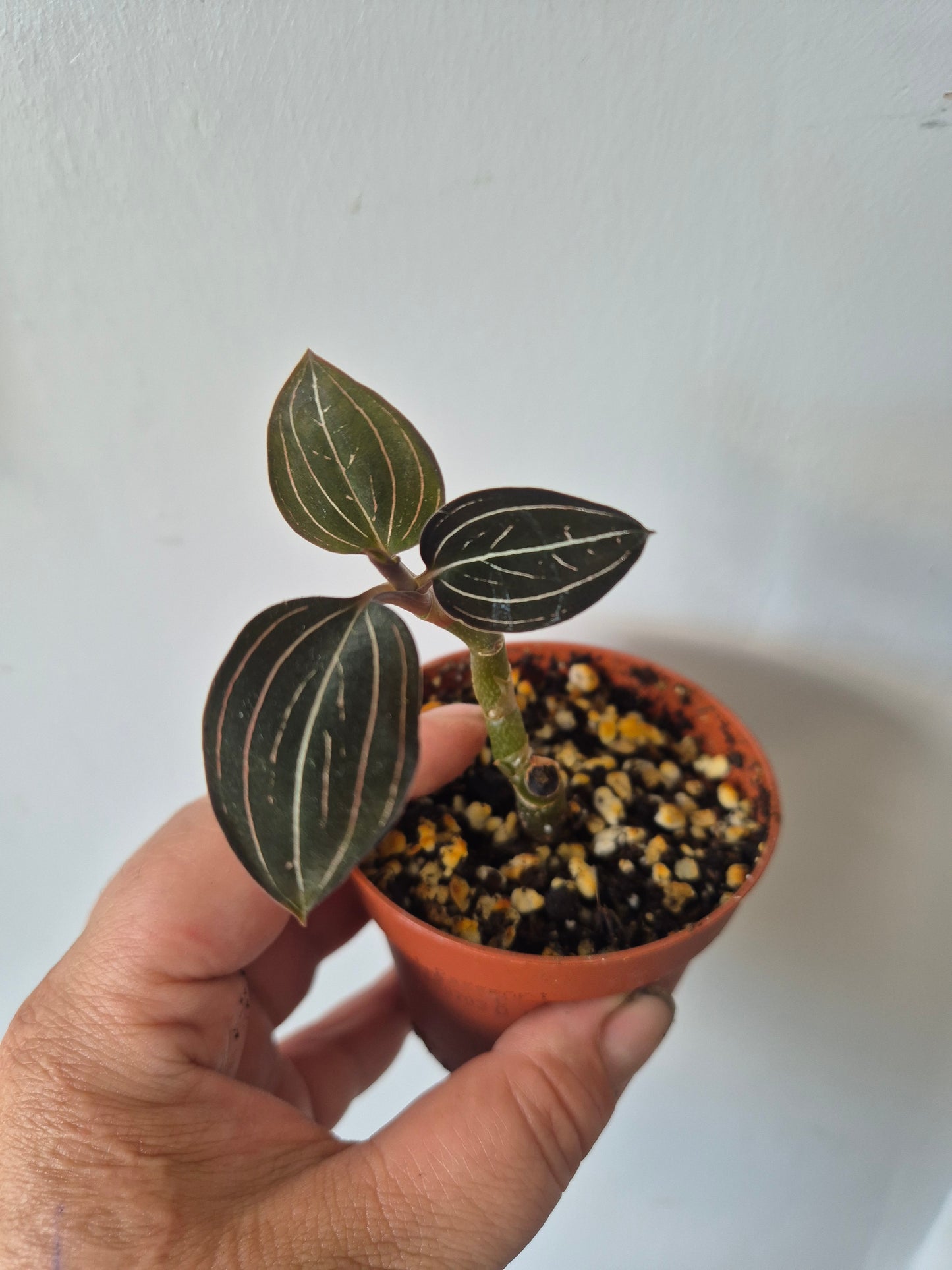 Ludisia Discolor