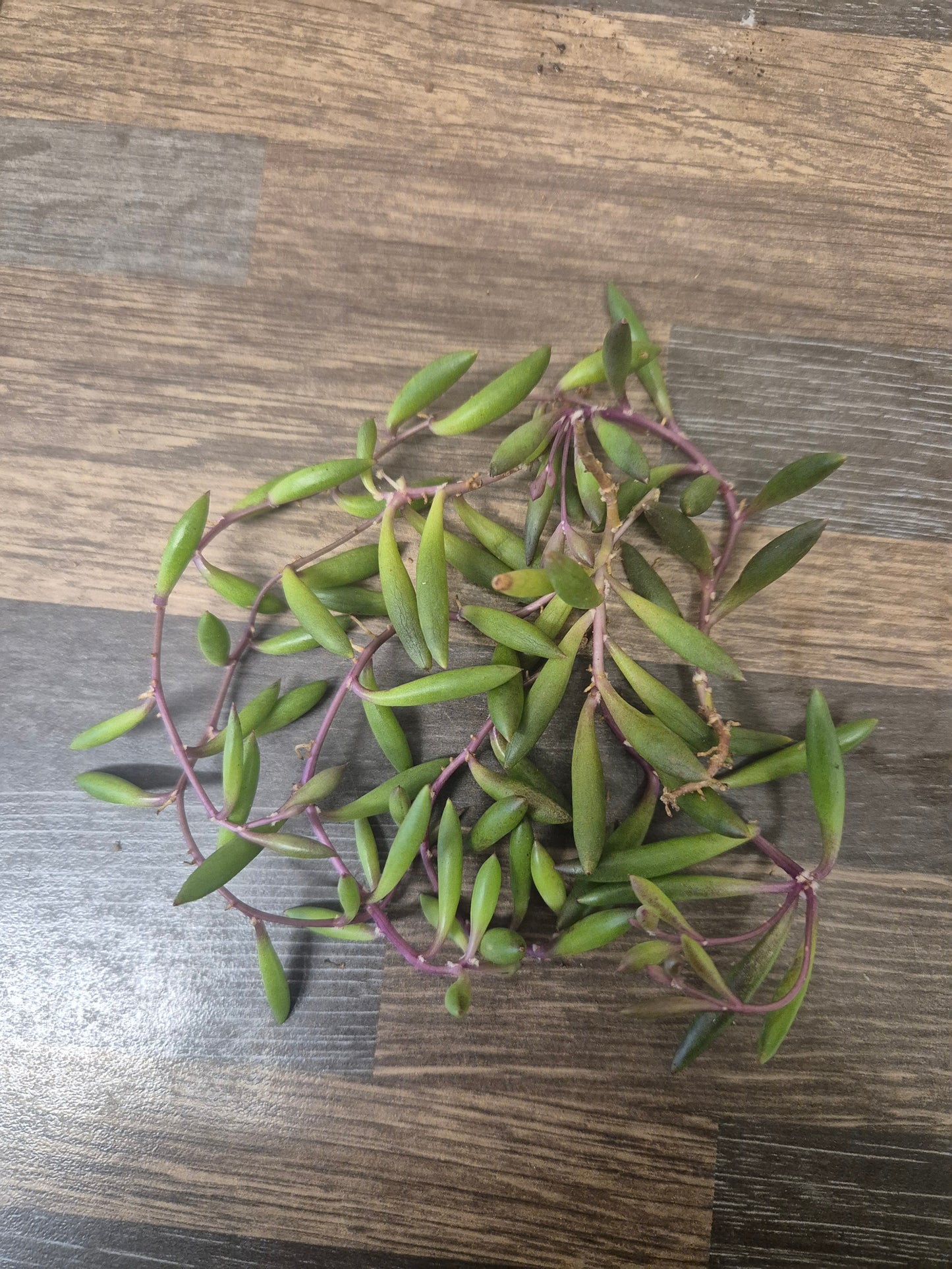 5x Ruby Necklace Othonna capensis trailing succulent starter Unrooted Cuttings