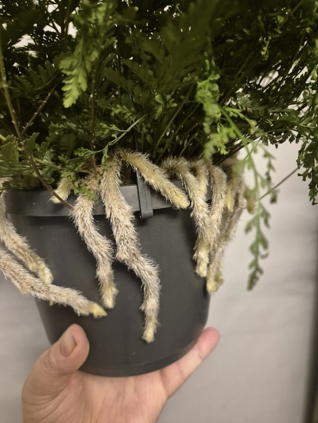 Rabbits Foot fern, 17cm hanging pot, Davallia tyermannii Terantula Humata tyermanii
