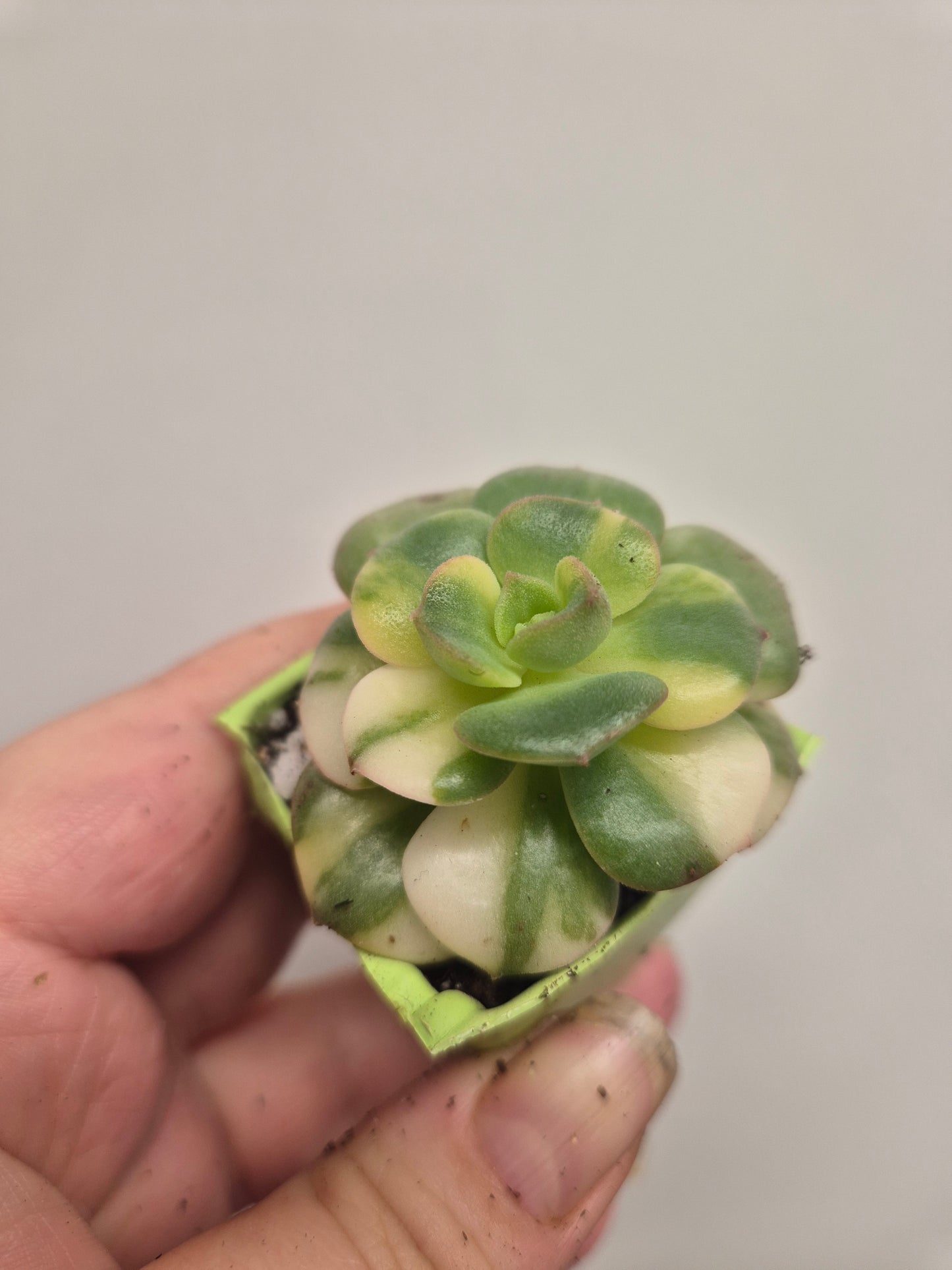 Echeveria Nicksana Variegated |  Beautiful Collectors Succulent Rooted Plant