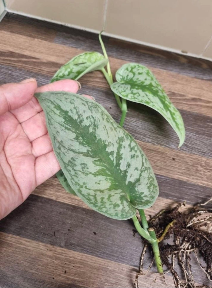 Scindapsus Pictus Exotica treubii / Trebie Silver Satin Rare Rooted 3-4 Leaves
