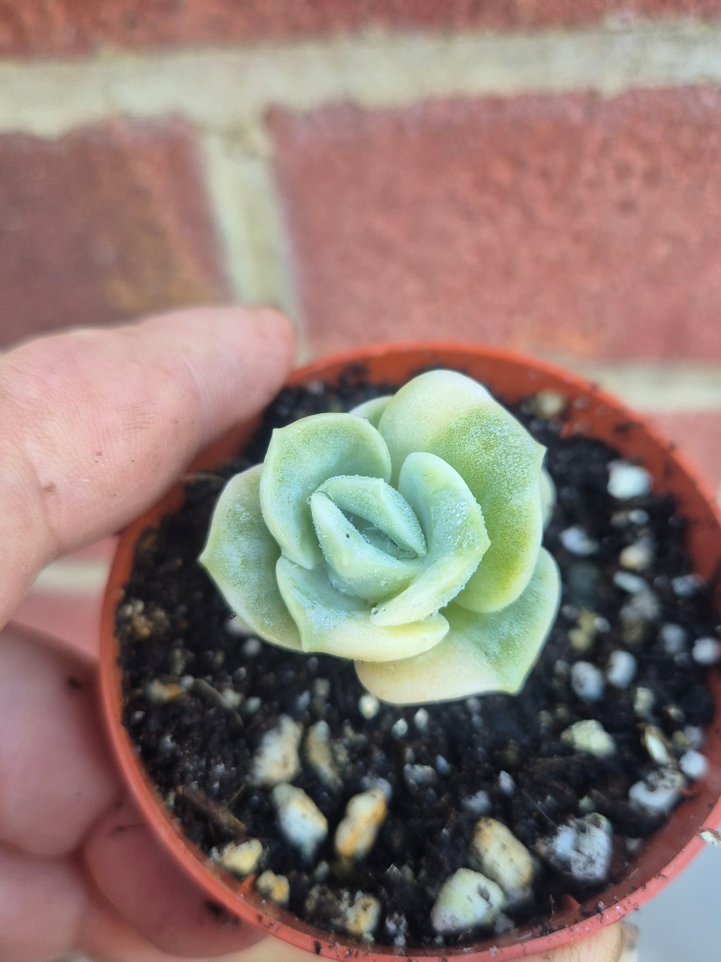 Lovely rose Variegated