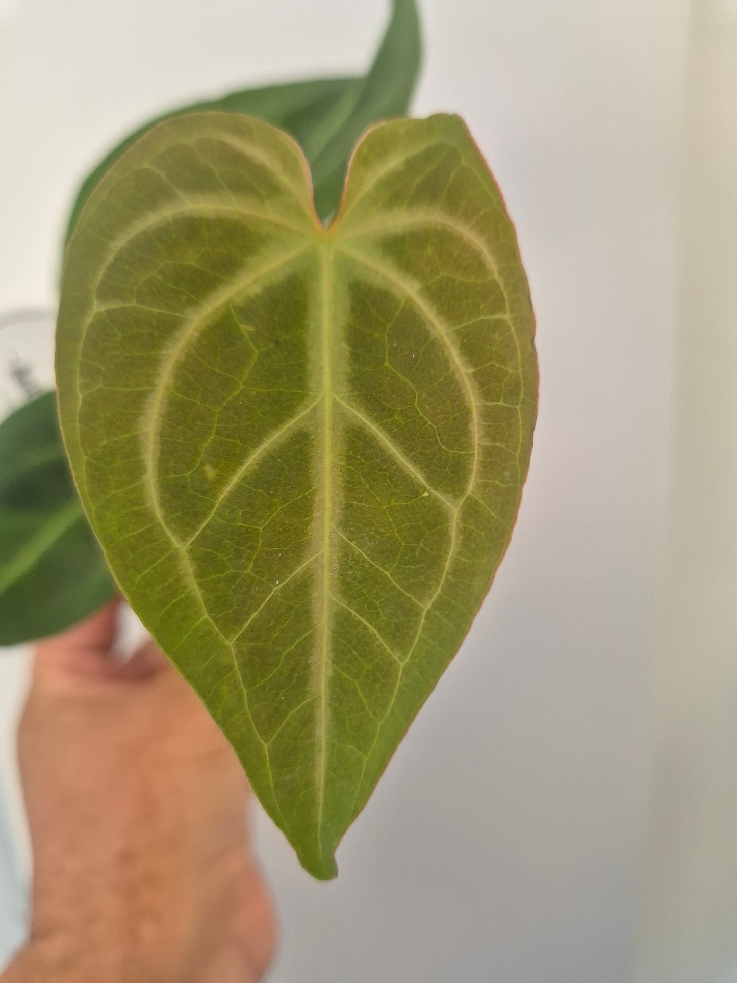 Anthurium Crystallinum | Rare Aroid Baby  Plant | 6cm pot
