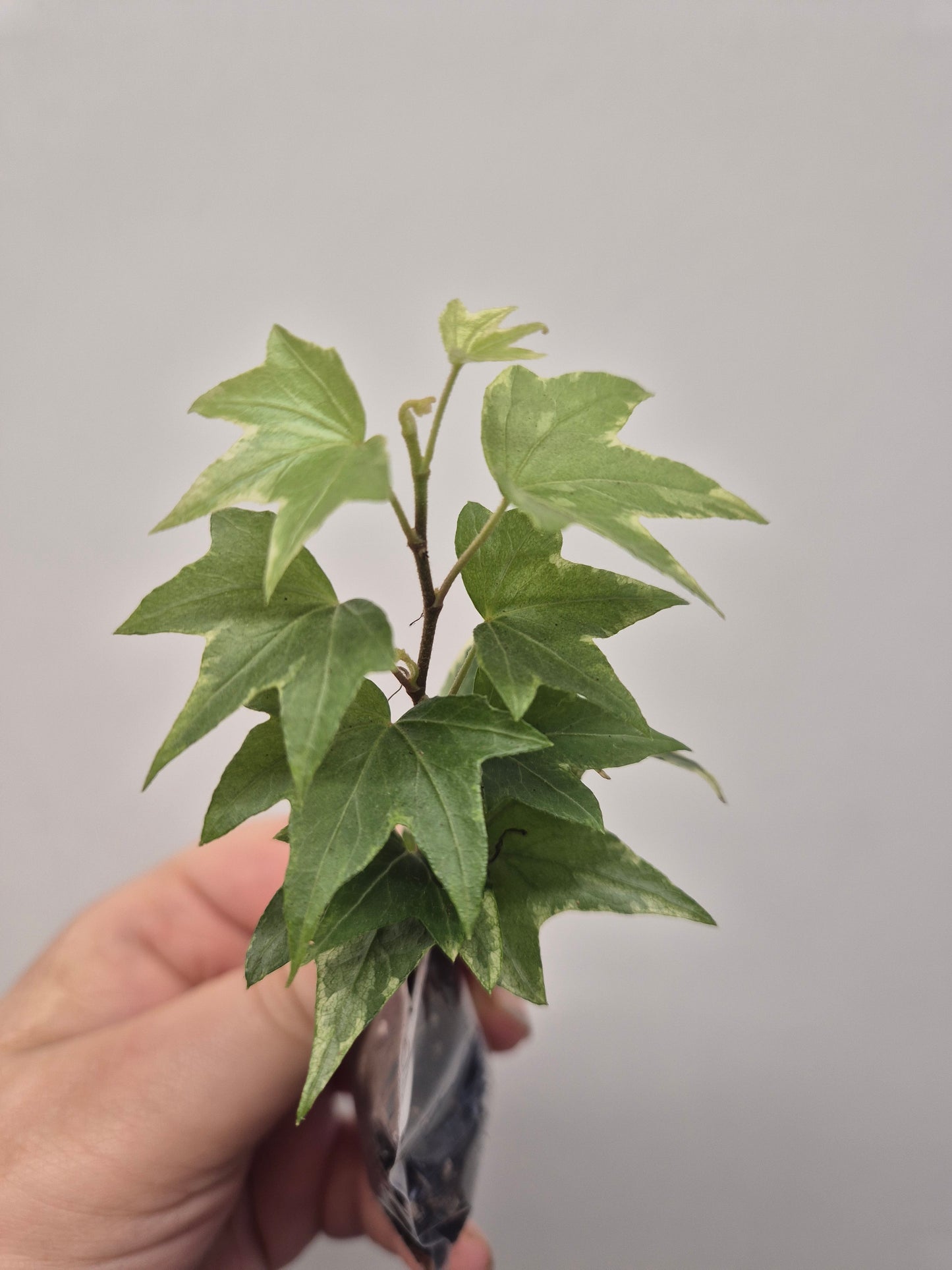 3x English Ivy Bundle | Plug Plant | White Ripple | Triangular | Goldchild ivy