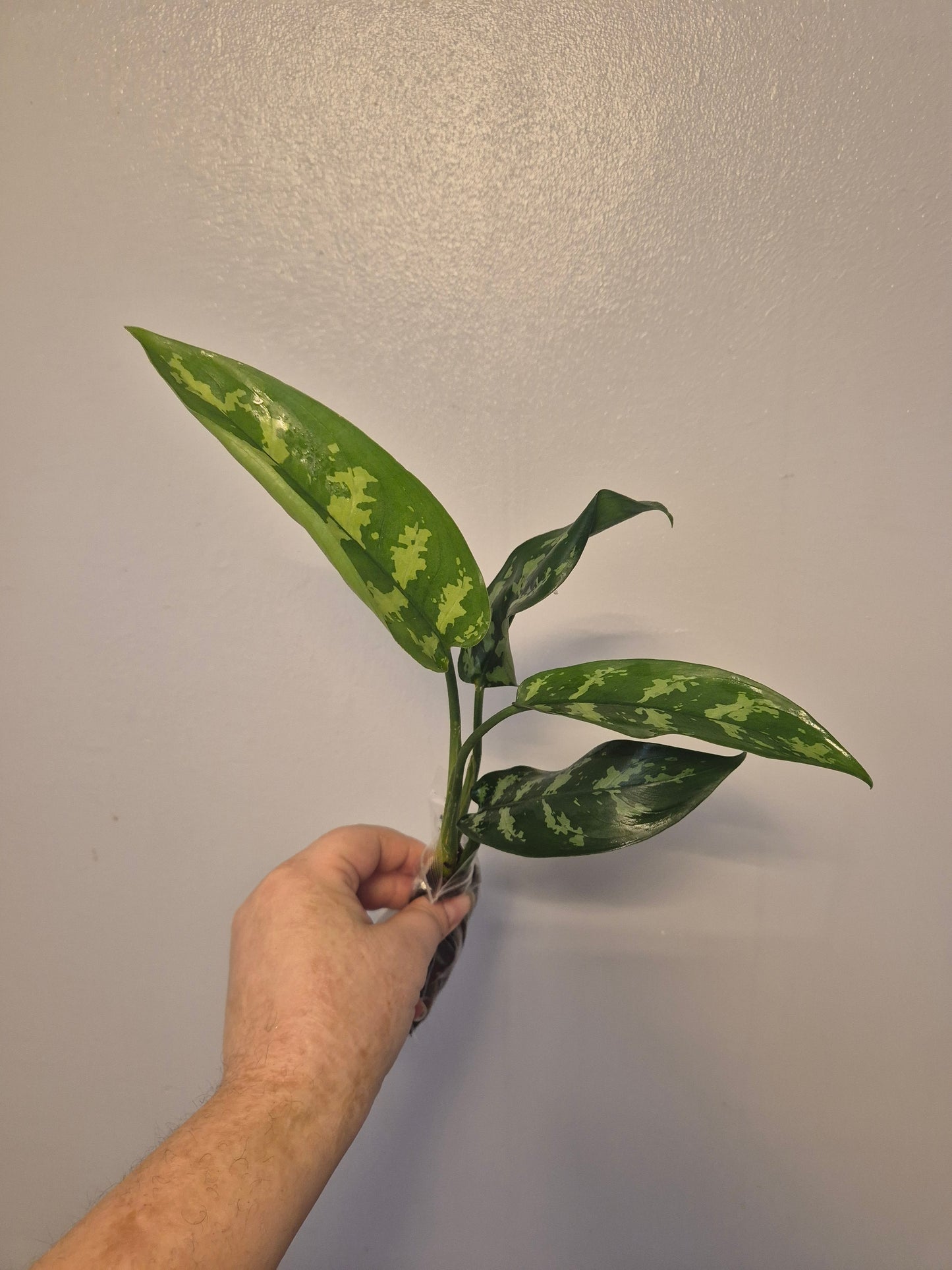 Aglaonema Maria Christina | Chinese Evergreen Plant | Bare Rooted | 30-40cm Tall