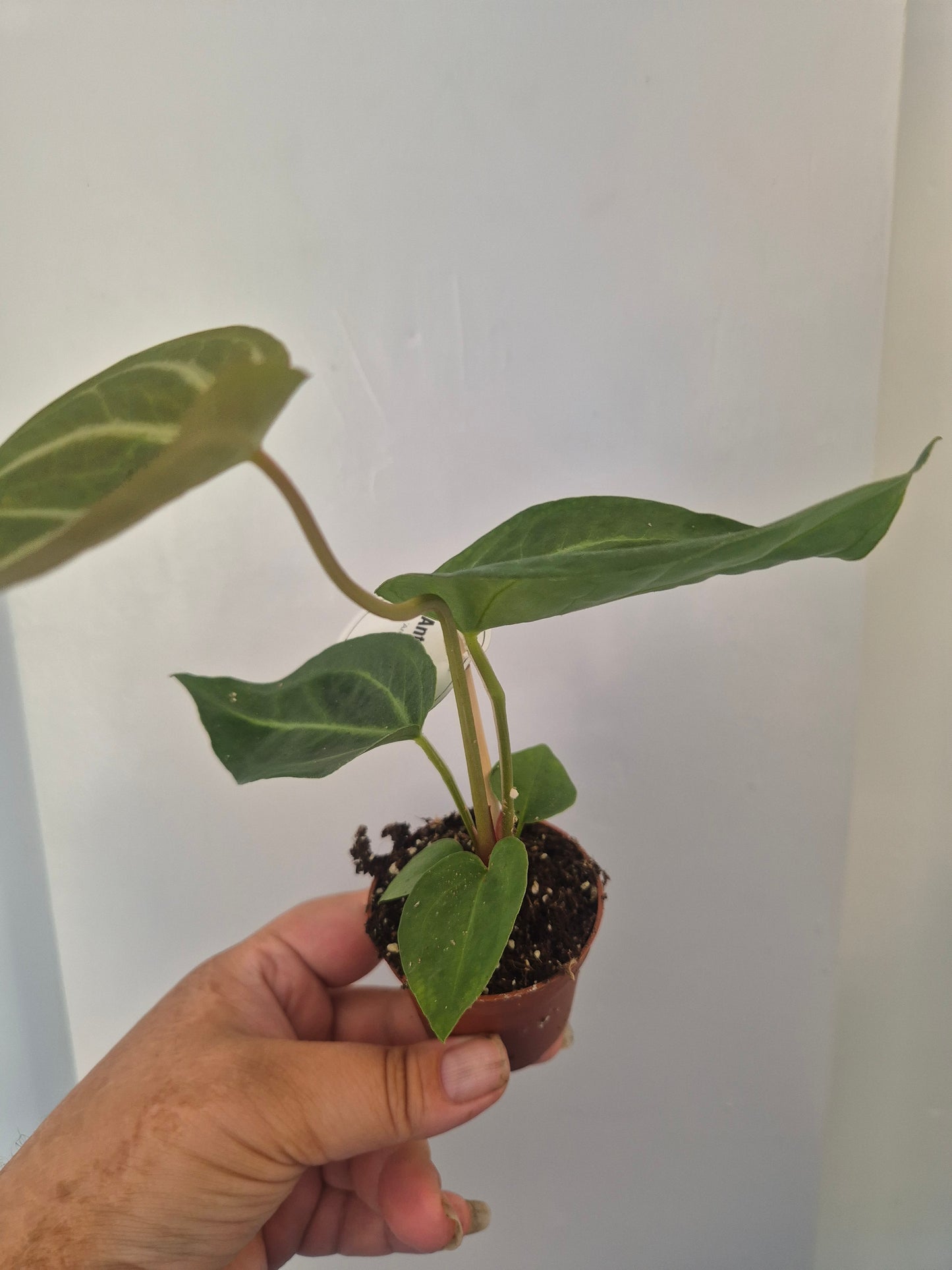 Anthurium Crystallinum | Rare Aroid Baby  Plant | 6cm pot