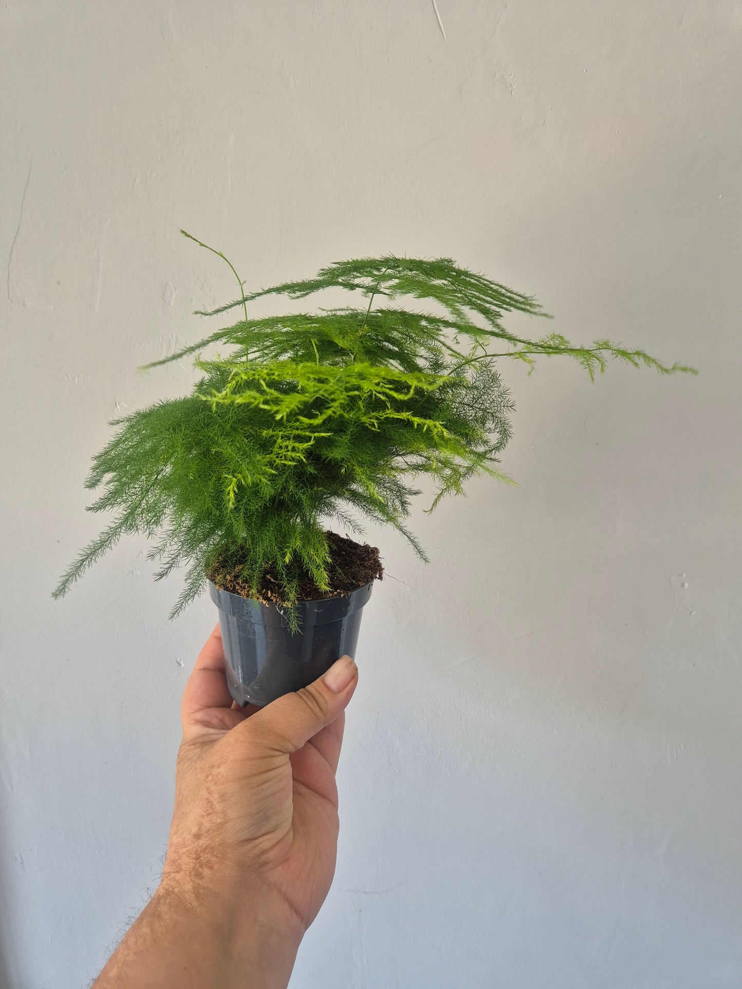 Asparagus Fern Plant Asparagus Plumosus Indoor House Plant in a 9cm pot