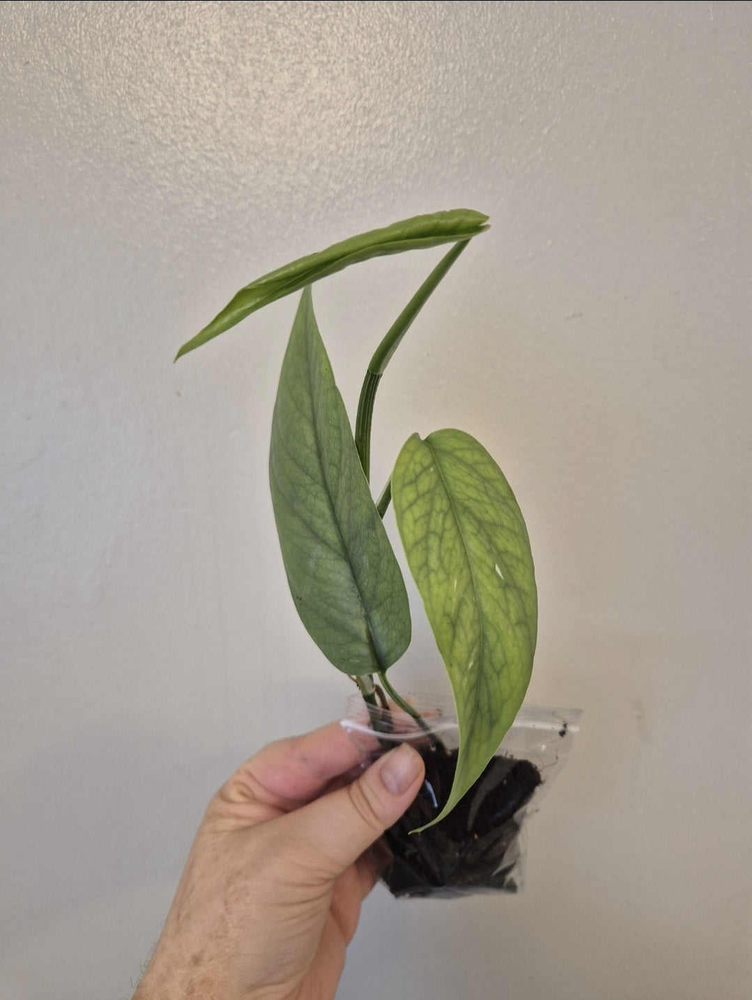 Cebu Blue pothos 2-3 leaves bare rooted plant