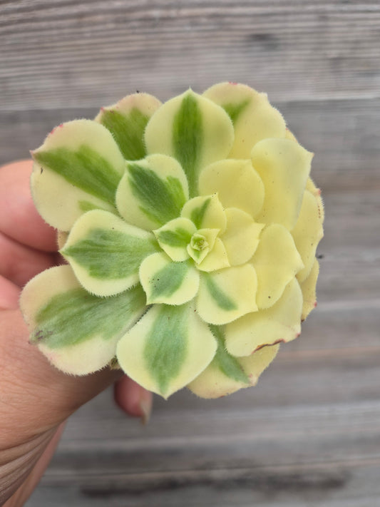 Aeonium gold jade variegated