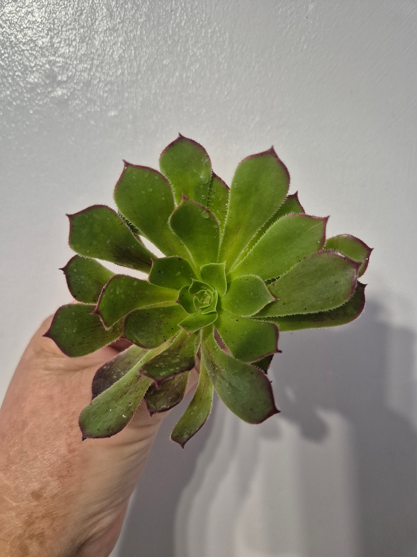 Aeonium Bundle Of 4 Unrooted | Pink Lady | Klimanjero | Toffee Apple |Black Rose