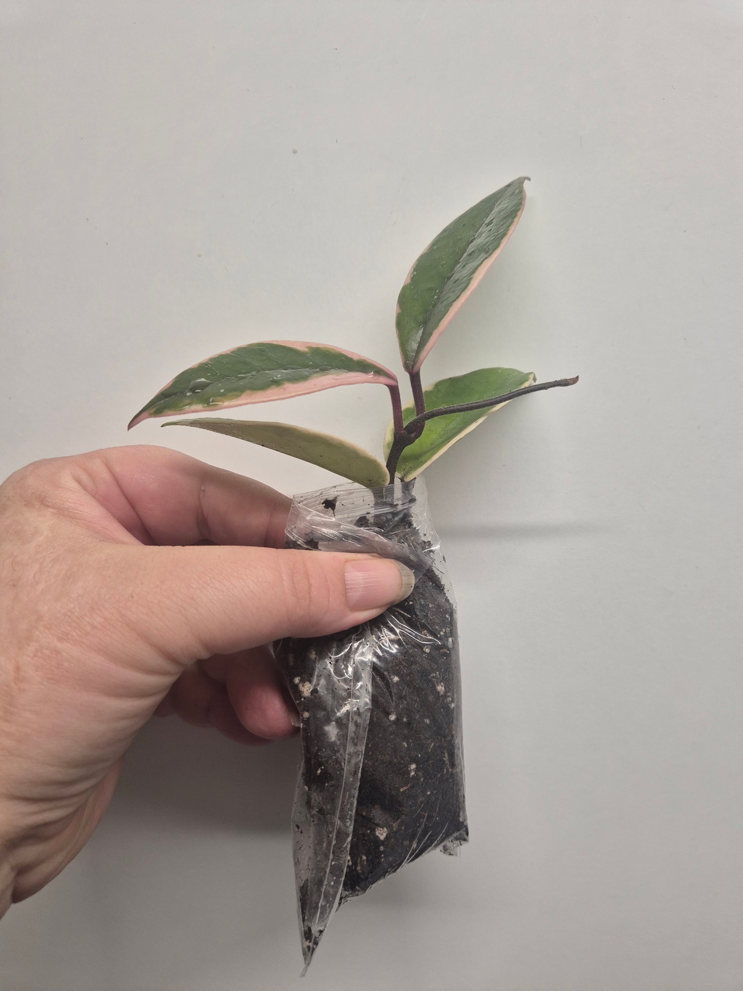 Hoya Carnosa Flamingo Dream  Variegated Well Rooted Plant Rare wax plant