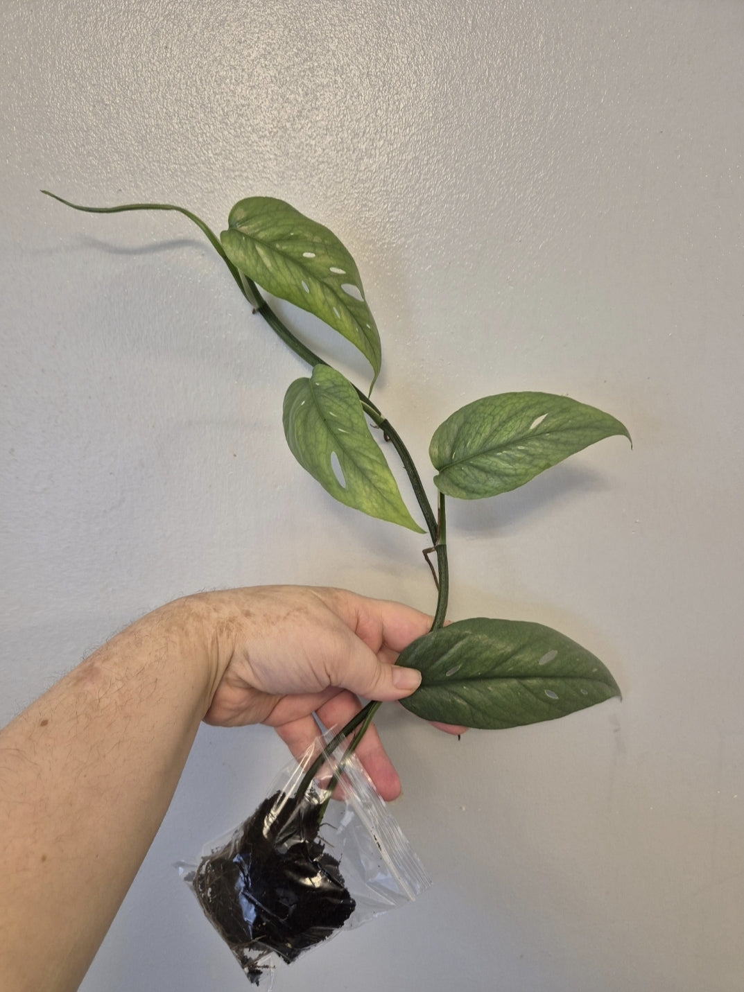 Cebu Blue pothos 4-5 leaves bare rooted plant