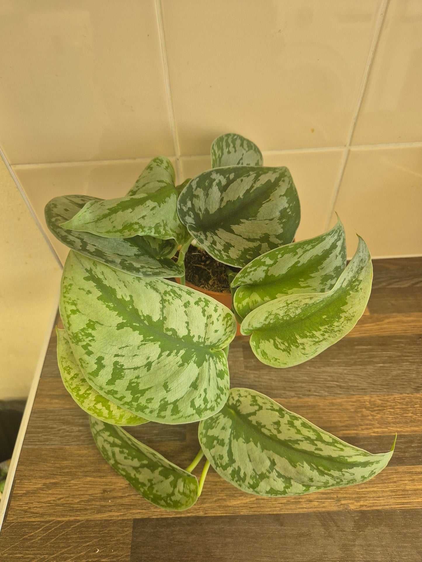 Scindapsus Pictus Exotica Treubii | Trebie | Silver Satin Rare | 12cm Pot