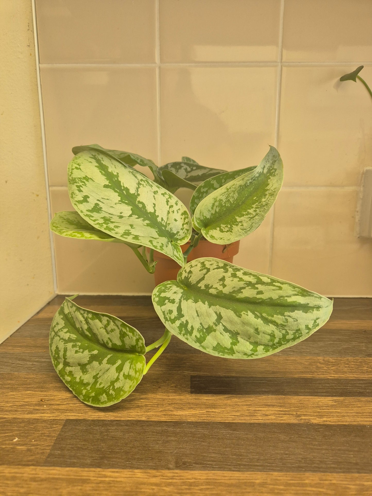 Scindapsus Pictus Exotica Treubii | Trebie | Silver Satin Rare | 12cm Pot