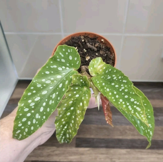Begonia Albopicta Tamaya Begonia Well Rooted cutting Rare House plant Cutting