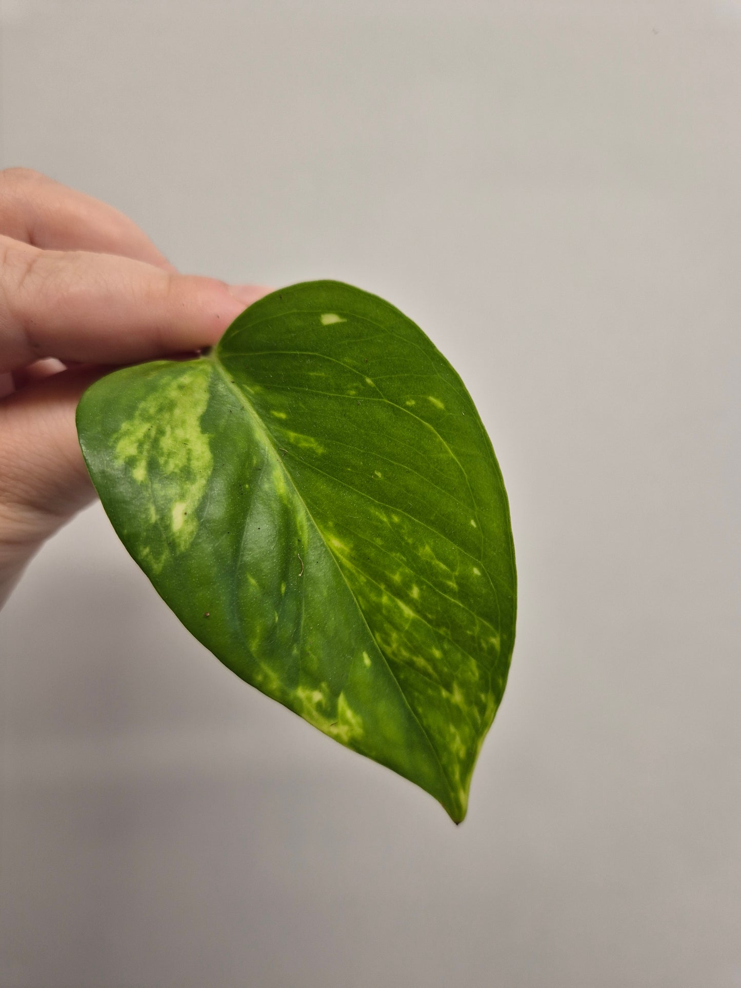 6x Pothos / Philodendron Cutting Bundle