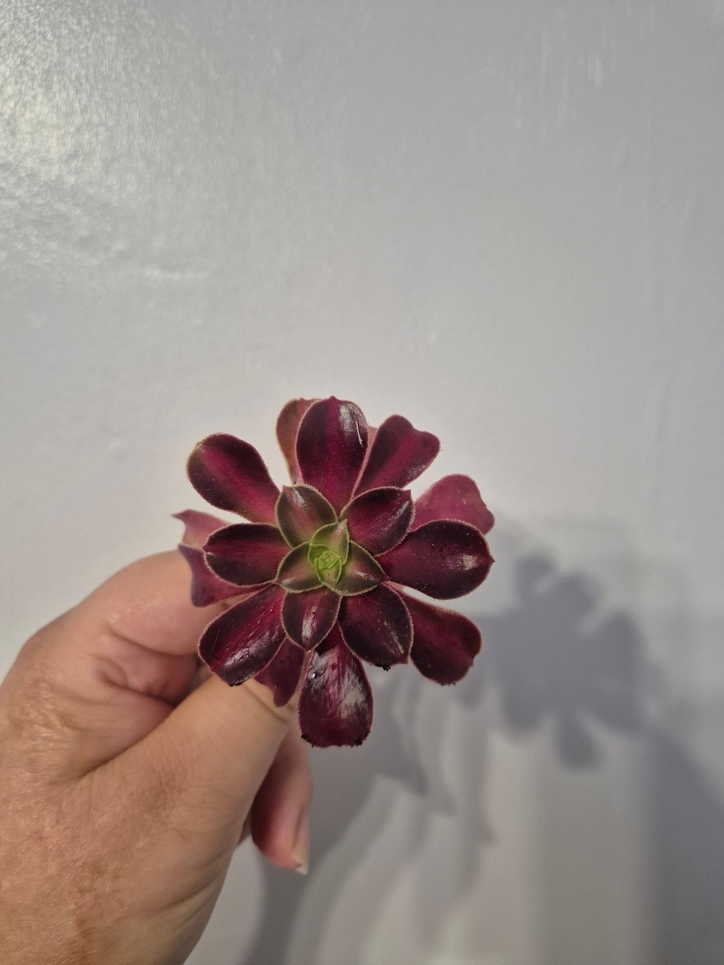 Aeonium Bundle Of 4 Unrooted | Pink Lady | Klimanjero | Toffee Apple |Black Rose