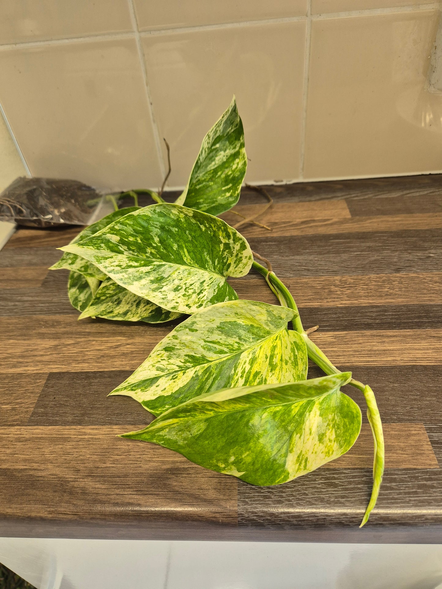 Epipremnum Aureum Marble Queen Pothos Houseplant sent bare rooted 7-8 leaves