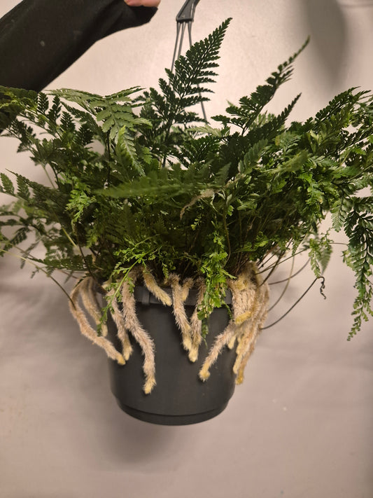 Rabbits Foot fern, 17cm Hanging, Davallia tyermannii Terantula Humata tyermanii