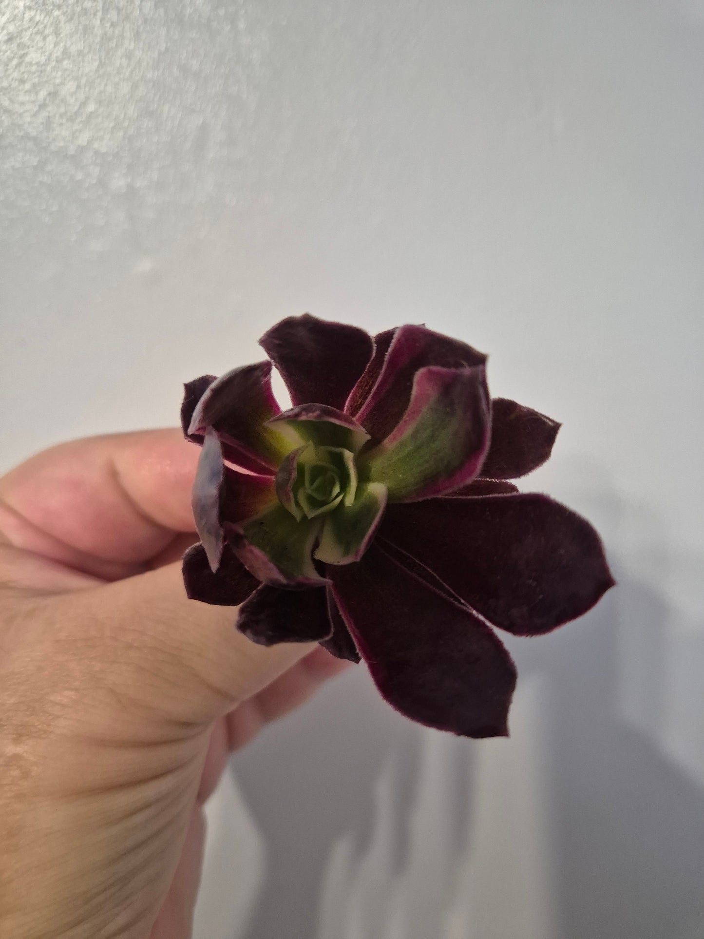 Aeonium Bundle Of 4 Unrooted | Super Bang | Mona Lisa| White Garnet | Mardi Gras