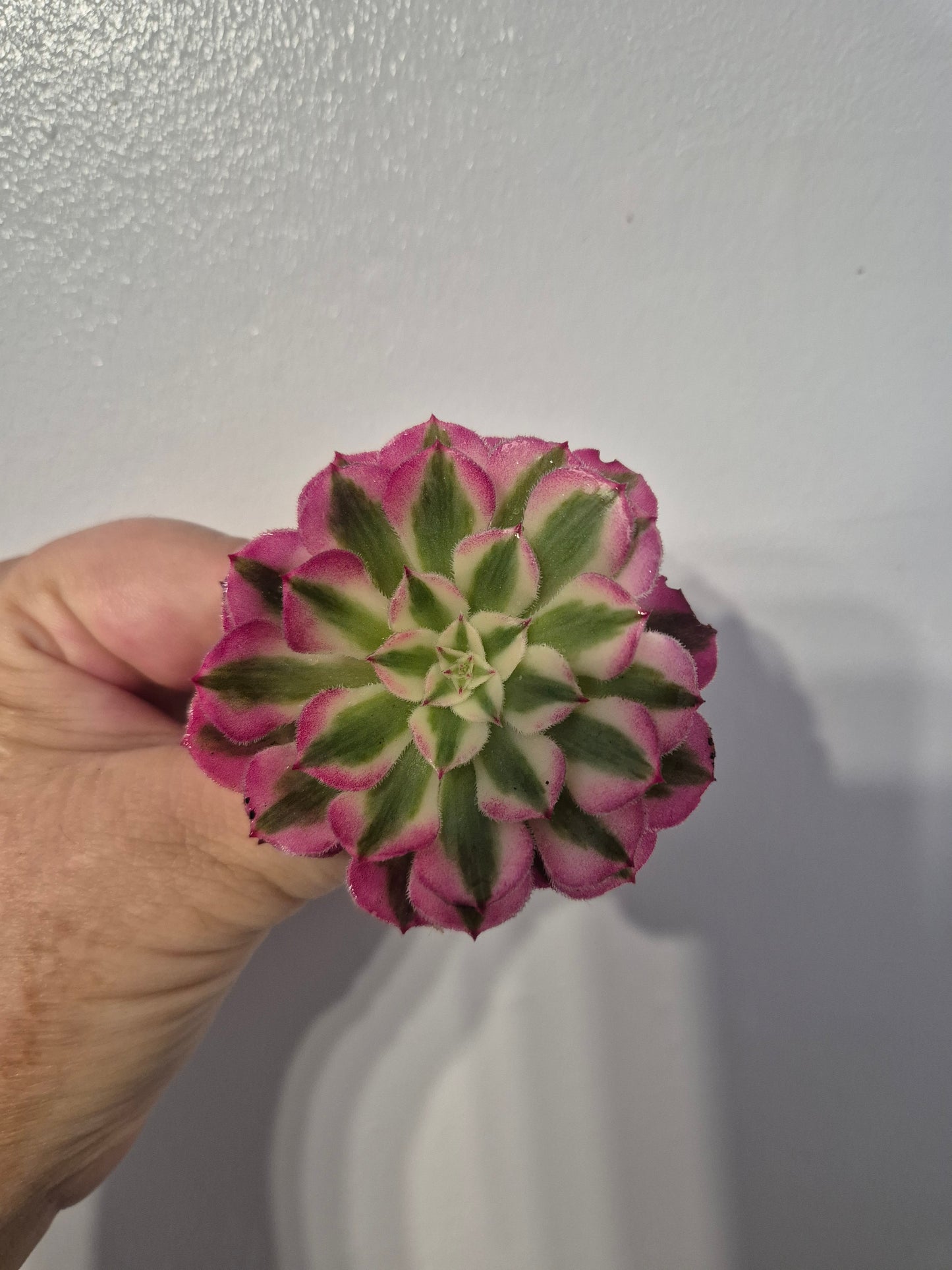 Aeonium Bundle Of 4 Unrooted | Super Bang | Mona Lisa| White Garnet | Mardi Gras