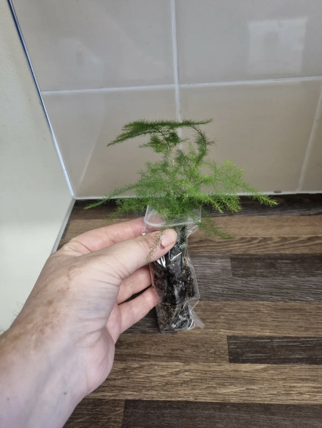 Asparagus Fern Plant Asparagus Plumosus Indoor Well Rooted House Plant Bare root