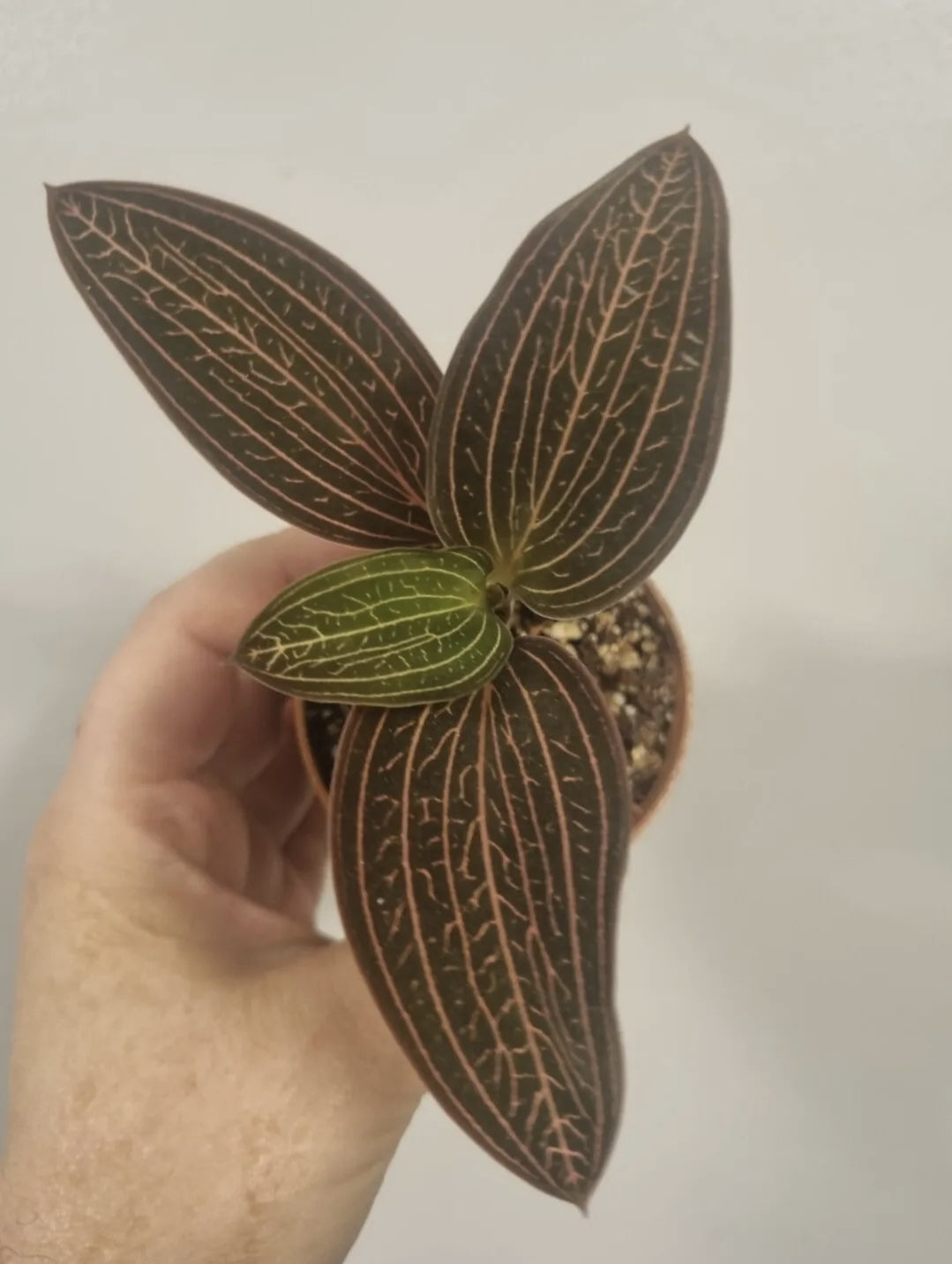 Ludisia Discolor Jewel Orchid Rooted Cutting In 7cm Pot