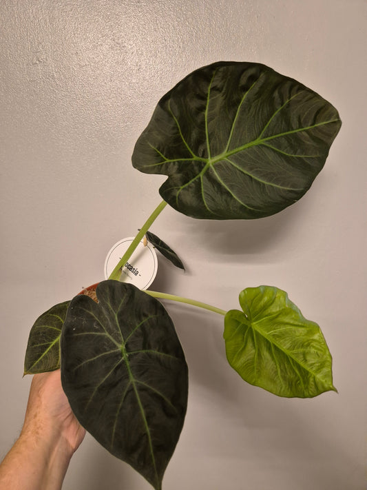 Alocasia Regal Shields | Elephant Ear Plant  | Rare Plant | 12cm Pot | Large Leaves
